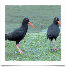 BLACK OYSTER CATCHERS - Steve Hodson